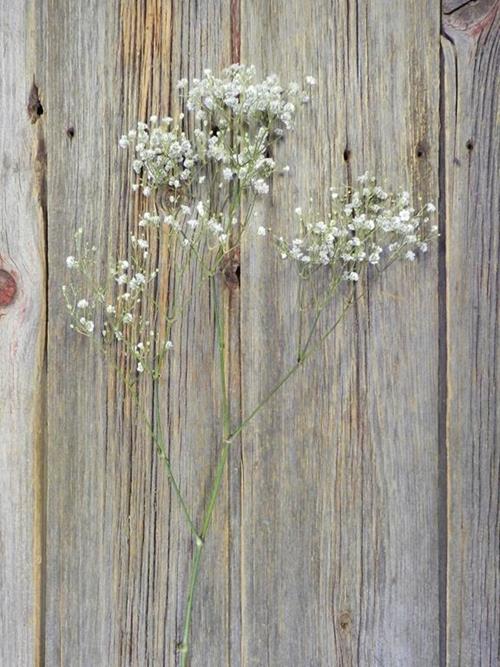 SNOWBALL  WHITE GYPSOPHILA